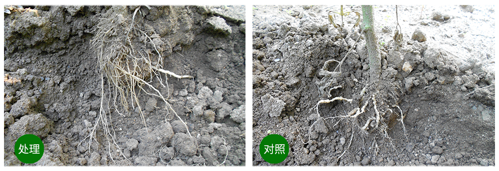 領先生物益根勁菌多糖解決黃瓜根結(jié)線蟲問題