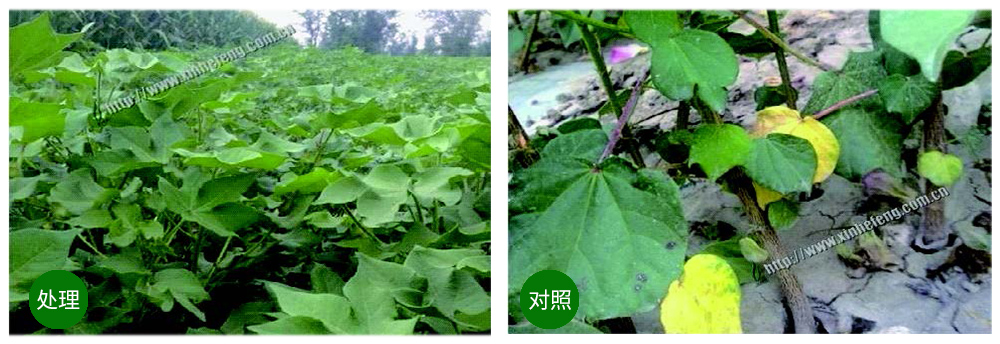 領(lǐng)先生物創(chuàng)新型生防菌劑熒保素應用案例