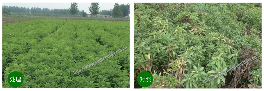 領先生物創(chuàng)新型生防菌劑熒保素應用案例